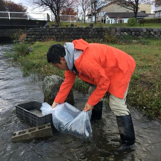 サクラマスをいたち川の水になじませます サクラマスをいたち川の水になじませます